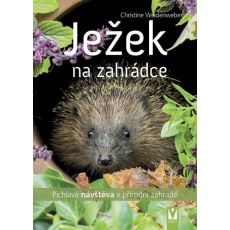 Ježek na zahrádce