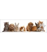 3D záložka - Pet shop gang
