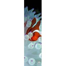 3D záložka Nemo